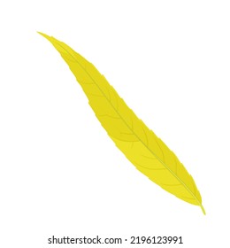 Hojas amarillas otoñales silvestres aisladas en fondo blanco. Ilustración de dibujos animados botánicos vectoriales.