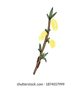 Willow. Blooming willow is brown, yellow, gray. Green leaves and branches of blossoming willow. Vector illustration. Hand drawing.