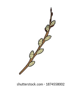 Willow. Blooming willow is brown, yellow, gray. Green leaves and branches of blossoming willow. Vector illustration. Hand drawing.