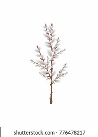 Willow blooming on white background