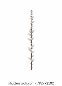 Willow blooming on white background