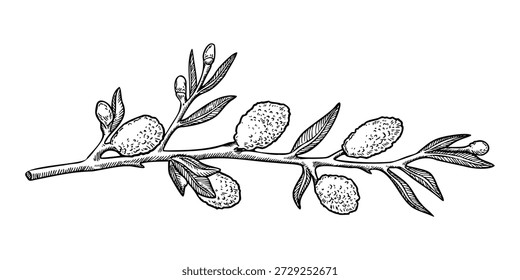 Willow blossom branch in a vintage Easter theme. Realistic hand drawn vector illustration with soft texture. Perfect for black and white card design. Ideal for festive decor and nature inspired art.