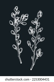 Willow blossom sketch in engraved style. Flowering branches with flowers and buds. Two white contoured floral drawings on the chalkboard. Botanical vector illustration of spring tree. 