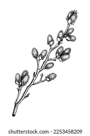 Willow blossom sketch in engraved style. Flowering branches with flowers and buds. White contoured floral drawing isolated on white background. Botanical vector illustration of spring tree. 