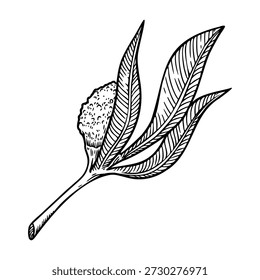 Willow blossom twig in a vintage Easter theme. Realistic hand drawn vector illustration with soft texture. Perfect for black and white card design. Ideal for festive decor and nature inspired art.