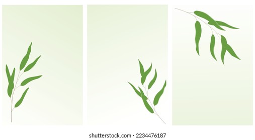 Rama de Willow. Afiches botánicos en minimalismo. Exquisitas hojas verdes. Ilustración de material vectorial. Aislado sobre un fondo blanco.