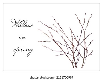 willow branch with buds in spring