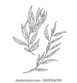 Willow branch with graceful thin leaves, set of silhouette sketches. Vector illustration. Eucalyptus branches isolated on white background. Botanical illustration. For design of cards and invitations.