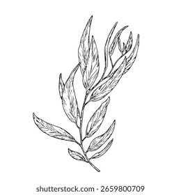 Willow branch with graceful thin leaves, simple sketch. Vector illustration. Olive tree branches isolated on white background. Botanical illustration. For design of postcards and invitations.