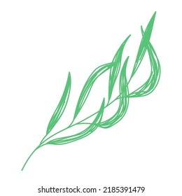Willow branch. Green leaf sketch. Hand drawn vector illustration. Pen or marker doodle plant