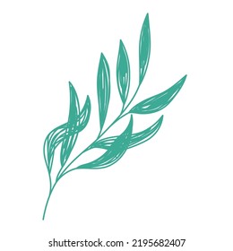 Willow branch. Green leaf sketch. Hand drawn vector illustration. Pen or marker doodle plant