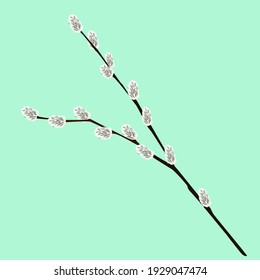 Willow branch isolated on a pale blue background. Vector illustration.