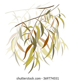 Willow branch with leaves. Vector illustration