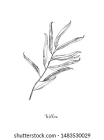 Willow Branch Line Art Vector On White Background. Willow Leaf Botanical Illustration. Willow Leaf Vector Illustration