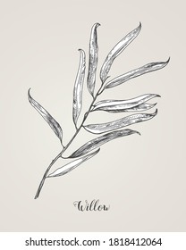 Willow Branch Line Art Vector On White Background. Willow Leaf Botanical Illustration. Willow Leaf Vector Illustration