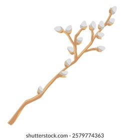  willow branche with soft fluffy catkins