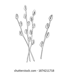 Ramas silvestres, ramo. Esbozo vectorial, ilustración de doodle aislada en blanco.