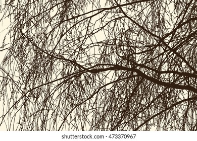 Willow branches in spring