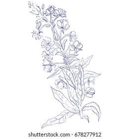 Willow, Chamerion angustifolium, fireweed, great willow-herb, rosebay hand drawn vintage ink sketch vector botanical illustration. Health and Nature set of medical plants for design package tea