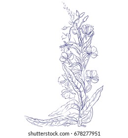 Willow, Chamerion angustifolium, fireweed, great willow-herb, rosebay hand drawn vintage ink sketch vector botanical illustration. Health and Nature set of medical plants for design package tea