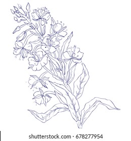 Willow, Chamerion angustifolium, fireweed, great willow-herb, rosebay hand drawn vintage ink sketch vector botanical illustration. Health and Nature set of medical plants for design package tea