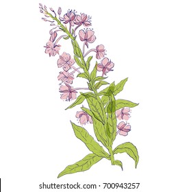 Willow, Chamerion angustifolium, fireweed, great willow-herb, rosebay hand drawn vintage ink sketch vector botanical illustration. Health and Nature set of medical plants for design package tea