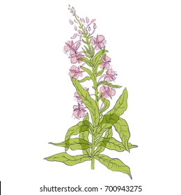 Willow, Chamerion angustifolium, fireweed, great willow-herb, rosebay hand drawn vintage ink sketch vector botanical illustration. Health and Nature set of medical plants for design package tea