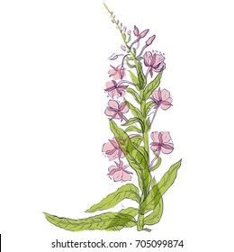 Willow, Chamerion angustifolium, fireweed, great willow-herb, rosebay hand drawn vintage ink sketch vector botanical illustration. Health and Nature set of medical plants for design package tea