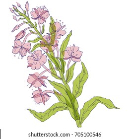 Willow, Chamerion angustifolium, fireweed, great willow-herb, rosebay hand drawn vintage ink sketch vector botanical illustration. Health and Nature set of medical plants for design package tea