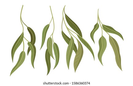 Willow Eucalyptus Branches with Leaves Vector Set. Botanical Design Elements