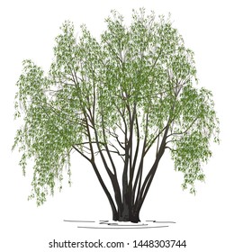 Willow with green leaves (Salix alba L.) in the summer, the color vector image on a white background