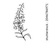 Willow herb, Chamerion angustifolium, fireweed, rosebay hand drawn ink sketch botanical illustration, vector graphic flower, line art design bouquet for packaging tea, greeting card, medicine plant
