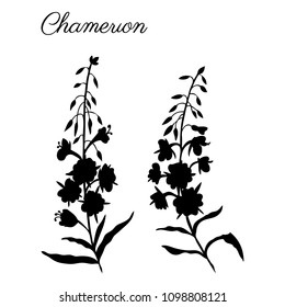 Willow herb, Chamerion angustifolium, fireweed, rosebay hand drawn botanical illustration, vector flower decorative black silhouette, design bouquet for packaging tea, greeting card, medicine plant