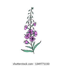 Willow herb, Chamerion angustifolium, fireweed, rosebay hand drawn ink sketch botanical illustration isolated, vector graphic flower, design bouquet for packaging tea, greeting card, medicine plant