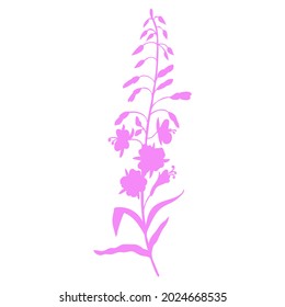 Willow herb, Chamerion angustifolium, fireweed, rosebay hand drawn botanical illustration, vector flower decorative colorful silhouette, design bouquet for packaging tea, greeting card, medicine plant