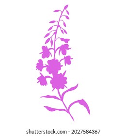 Willow herb, Chamerion angustifolium, fireweed, rosebay hand drawn botanical illustration, vector flower decorative colorful silhouette, design bouquet for packaging tea, greeting card, medicine plant