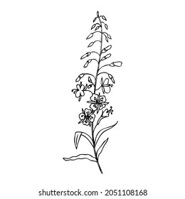 Willow herb, Chamerion angustifolium, fireweed, rosebay hand drawn ink sketch botanical illustration, vector graphic flower, line art design bouquet for packaging tea, greeting card, medicine plant