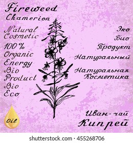 Willow herb, Chamerion, fireweed, rosebay hand drawn sketch botanical illustration. Vector drawing. Lettering in English and Russian languages. Grunge background. Oil drop