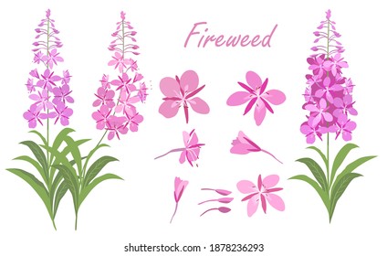 Willow herb, fireweed, Chamaenerion. Vector set of pink-lilac flowers and herbaceous plants isolated on a white background.