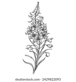 Willow herb. Fireweed. Hand drawn ink sketch botanical illustration on white. Vector graphic flower, line art design. Perfect for packaging tea, greeting card, medicine plant.