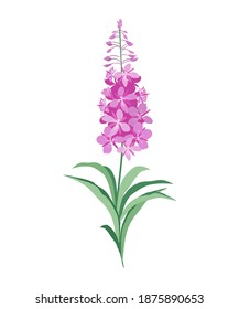 Willow herb. Fireweed. Vector illustration of a flowering lilac-pink herbaceous plant of the Cypress family, isolated on a white background. Suitable for packaging design, postcards.