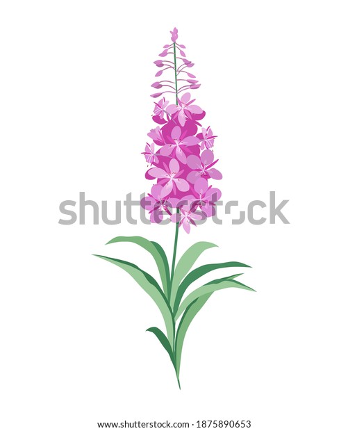 Willow herb. Fireweed. Vector illustration of\
a flowering lilac-pink herbaceous plant of the Cypress family,\
isolated on a white background. Suitable for packaging design,\
postcards.