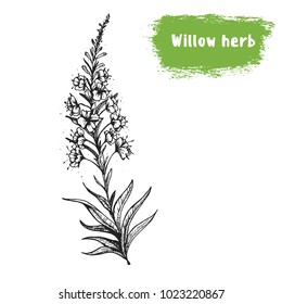 Willow herb hand drawn sketch. Vintage vector illustration. Label or icon for design of package. Retro style image.