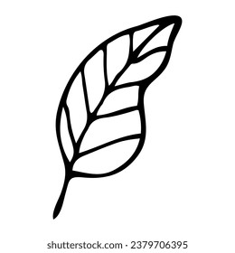 Willow leaf doodle. Natural tree foliage. Hand drawn sketch.