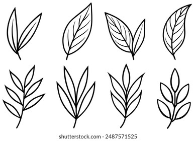 Willow Leaf line art detailed illustration