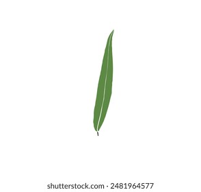 willow leaf on a transparent background