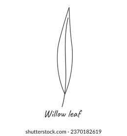 Willow leaf outline. Vector illustration.