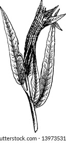 Las hojas de Willow Rodadas por una oruga se encuentran en casi todos los dibujos de líneas de árbol y arbusto vintage o ilustraciones de grabado.