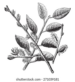 Willow Marceau, vintage engraved illustration. La Vie dans la nature, 1890.
