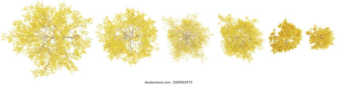 Willow oak plants from the top view isolated white background